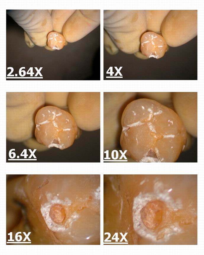 Resize of Microscope magnfication levels.jpg